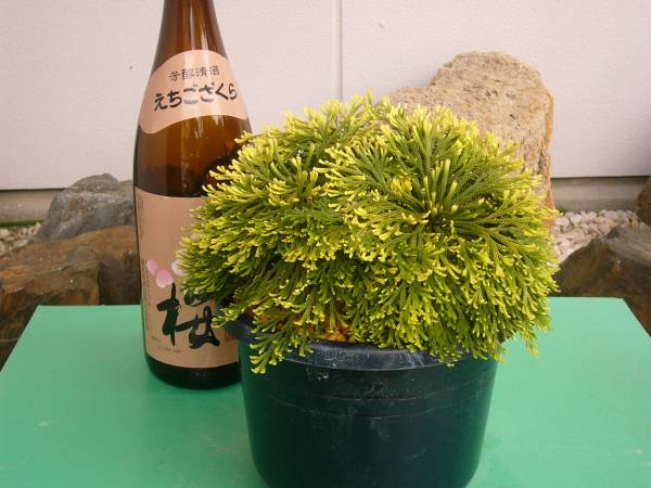 イワヒバ/いわひば/いわまつ/山野草（大和）