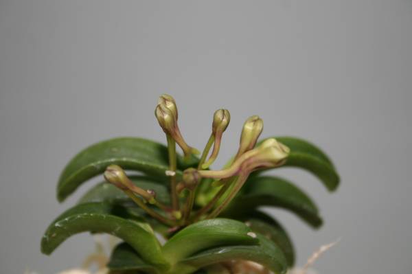 青海　　（ピンクの奇花）　花付　富貴蘭 　フウラン　山野草