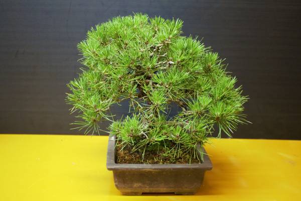 真柏 五葉松 黒松 赤松 盆栽 盆栽と言えば松柏盆栽 五葉松・黒松・赤松