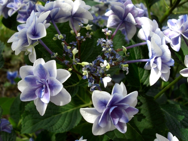 紫陽花 ピーターパン ティンカーベル アジサイ 売買されたオークション情報 Yahooの商品情報をアーカイブ公開 オークファン Aucfan Com