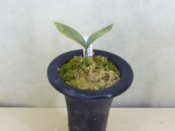 三重県産　ナギラン　白縞斑　セッコク 野生蘭　山野草