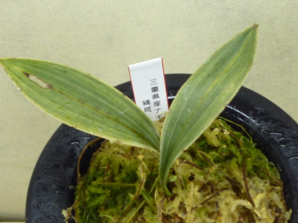 三重県産　ナギラン　白縞斑　セッコク 野生蘭　山野草