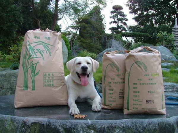 26日限定‼️減農薬 令和7年度能登産コシヒカリ 玄米30kg