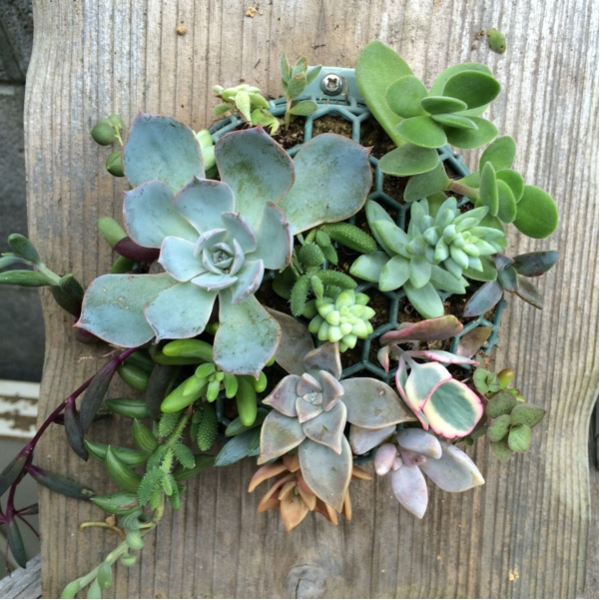いろいろ多肉植物☆寄せ植え☆壁掛け☆ 壁掛けです(^-^)/ 【公式通販】