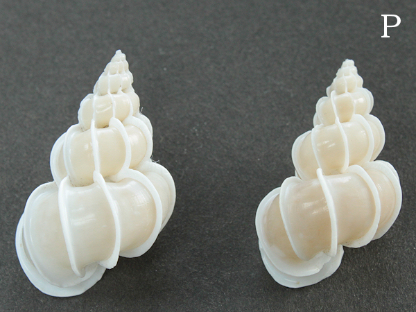 ■イトカケガイの貝殻2個【P】南太平洋産/ディスプレイ/送無_1