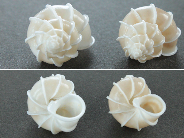 ■イトカケガイの貝殻2個【P】南太平洋産/ディスプレイ/送無_2