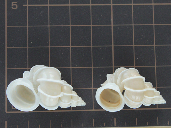 ■イトカケガイの貝殻2個【P】南太平洋産/ディスプレイ/送無_3