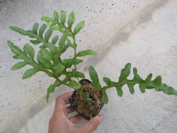 （◎＿◎；）★Lecanopteris★アリノスシダ★★★★★★