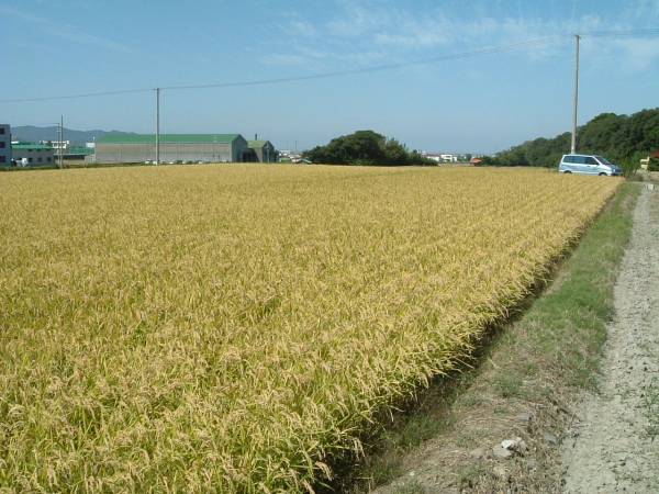 ■送料無料■信州産コシヒカリ１０ｋｇ・精米して発送・天日乾燥