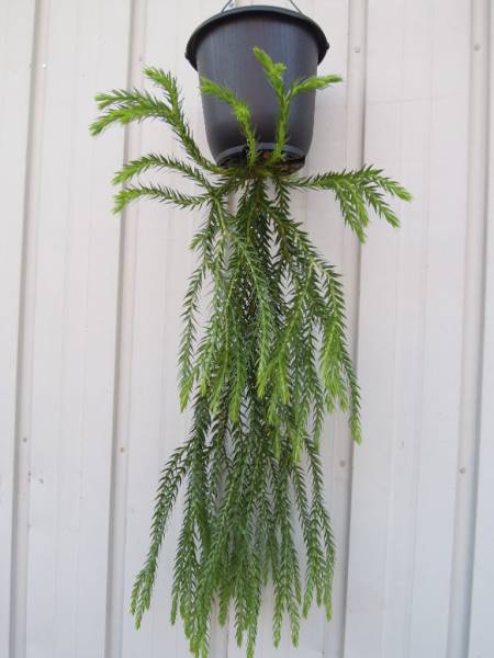 （◎＿◎；）★Huperzia sp.★★シダ★★リコポ★★★★