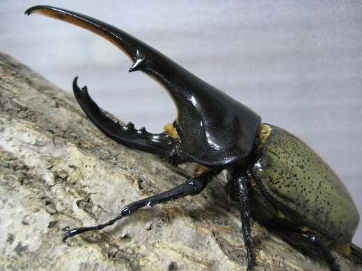 極太血統コノヤロー ヘラクレス CBF4 ♂136ミリ◆ ♂単品