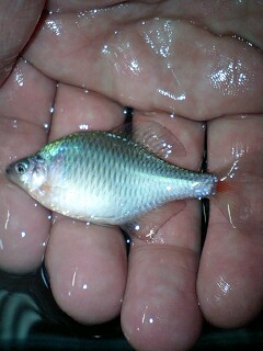 ★超激安★タイリクバラタナゴ(約３～５cm)　200匹★★