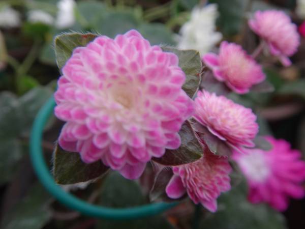 雪割草　優等生