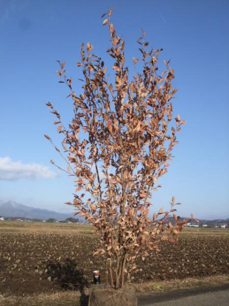 ◆◆ヤマコウバシ　株立　◆◆９２９