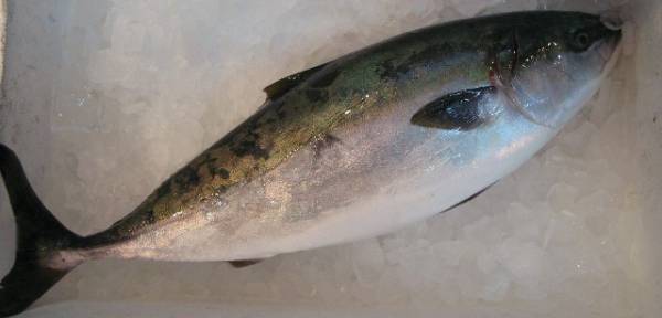 【魚有天】☆養殖ブリ５．５㌔前後☆即決送料込み☆