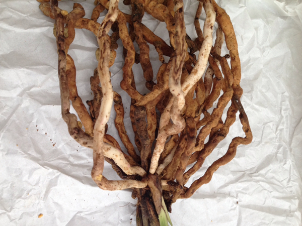 ☆中国春蘭 銘品 一茎九華「程梅」根最良 ３本立ち 春蘭☆寒蘭