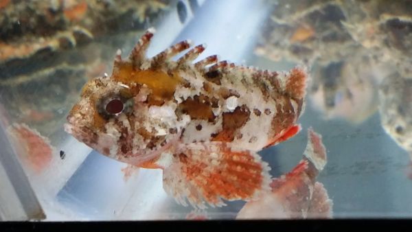 海水魚 生体 ひらひらちょこちょこ泳ぎます ハオコゼの子供 No4 海水魚 売買されたオークション情報 Yahooの商品情報をアーカイブ公開 オークファン Aucfan Com