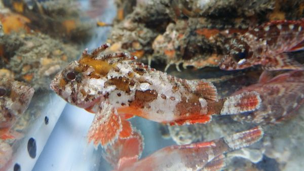 海水魚 生体 ひらひらちょこちょこ泳ぎます ハオコゼの子供 No4 海水魚 売買されたオークション情報 Yahooの商品情報をアーカイブ公開 オークファン Aucfan Com