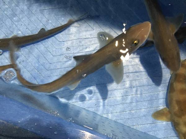 丹後の天然近海 海水魚 シロザメ 鮫 幼魚１匹 40cm程度 死着保障 海水魚 売買されたオークション情報 Yahooの商品情報をアーカイブ公開 オークファン Aucfan Com