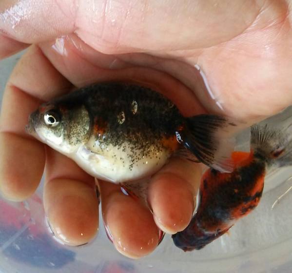 特選金魚○五色江戸錦♂♀3ペア○二歳○約8センチ○弥富産 特選金魚