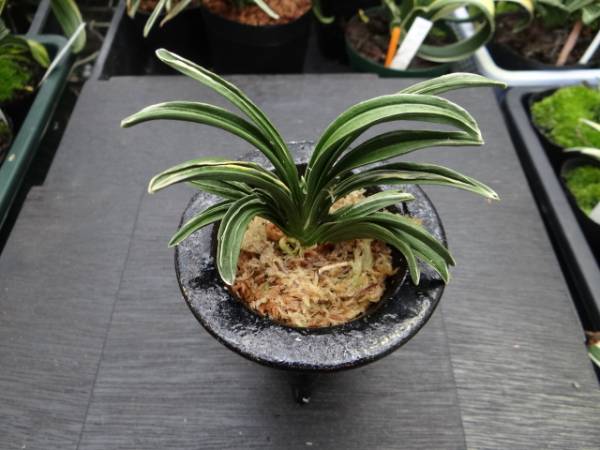 豊陽殿　万年青　おもと