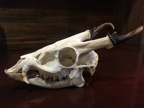 キョン(オス)　袋角　頭骨 キョン雄（中国原産の小型鹿）頭蓋骨 骨格標本 生体より製作 キョン雄
