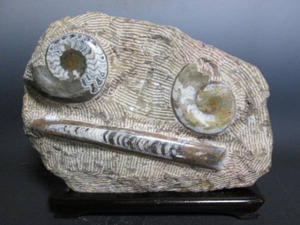 化石　アンモナイト化石　重量６キロ 台付