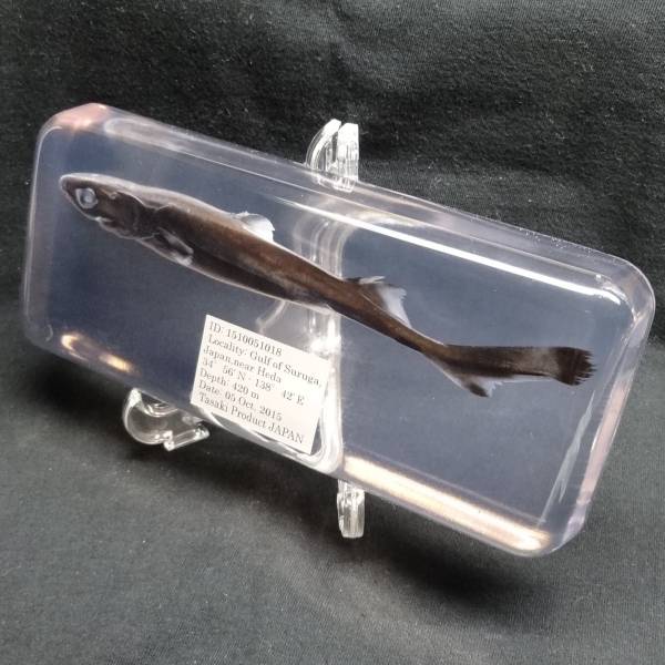 深海生物学術標本 ID：1510051018