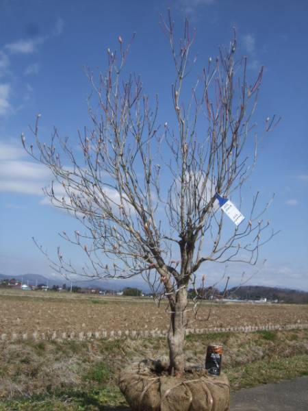 ◇◇アカヤシオツツジ ◇◇B155 アカヤシオ | 山川草木図譜 | 春