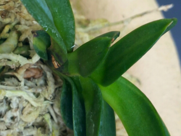 【桃山香　柄少し】富貴蘭　サムライオーキッド東海園