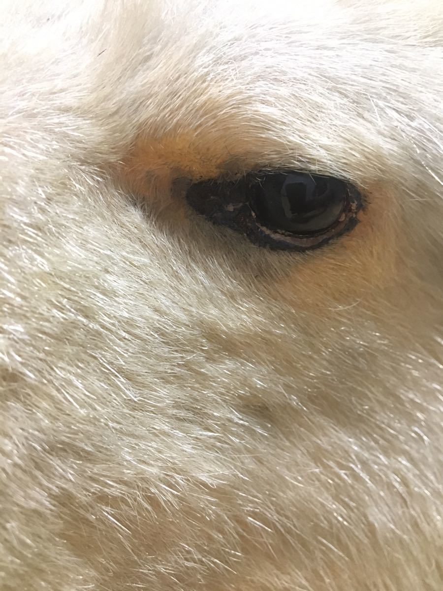 白熊 毛皮 ヴィンテージ ラグ カーペット 敷物 剥製 壁掛け 雑貨 売買されたオークション情報 Yahooの商品情報をアーカイブ公開 オークファン Aucfan Com