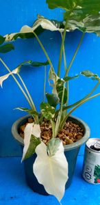 斑入り山野草のヤフオク の相場 価格を見る ヤフオク の斑入り山野草のオークション売買情報は224件が掲載されています