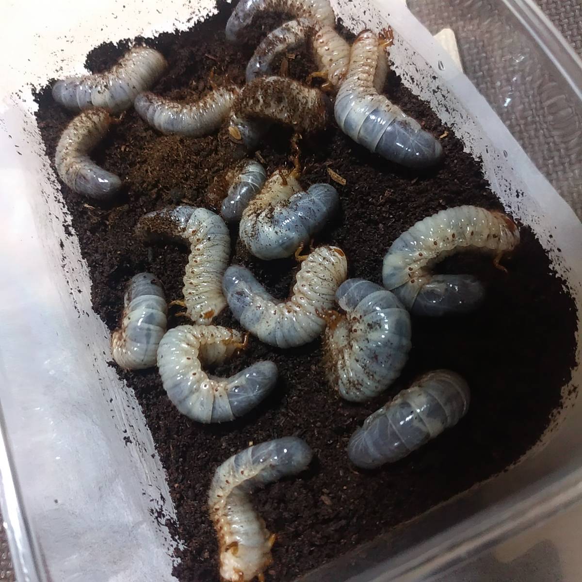 国産カブトムシ 幼虫 17頭 山形県産 国産 売買されたオークション情報 Yahooの商品情報をアーカイブ公開 オークファン Aucfan Com