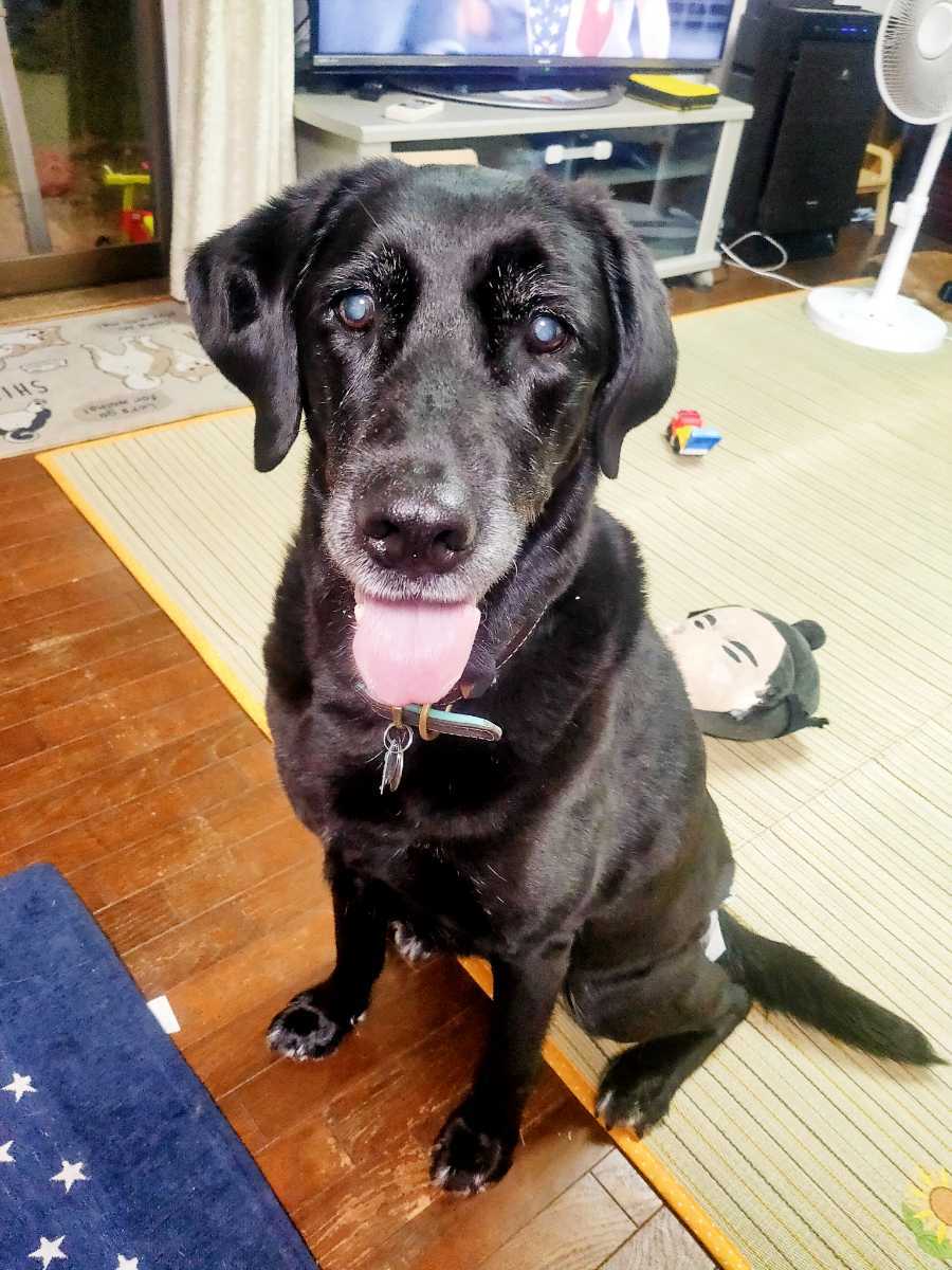 助けてください ロードバイク ブリジストン Anchor Rfa5 Epse 105 限定車 510cm 屋内保管 美車 500mm 売買されたオークション情報 Yahooの商品情報をアーカイブ公開 オークファン Aucfan Com