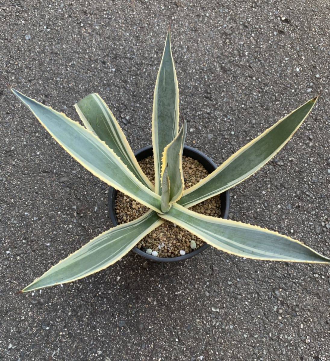 新作，品質保証 Agave アガベ アメリカーナ 縞斑 プラ鉢約19cm(アガベ)｜売買されたオークション情報、yahooの商品情報をアーカイブ公開 - オークファン アガベ