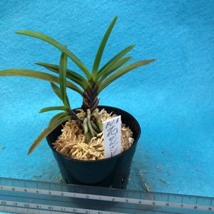 富貴蘭 花簪の平均価格は1 236円 ヤフオク 等の富貴蘭 花簪のオークション売買情報は6件が掲載されています