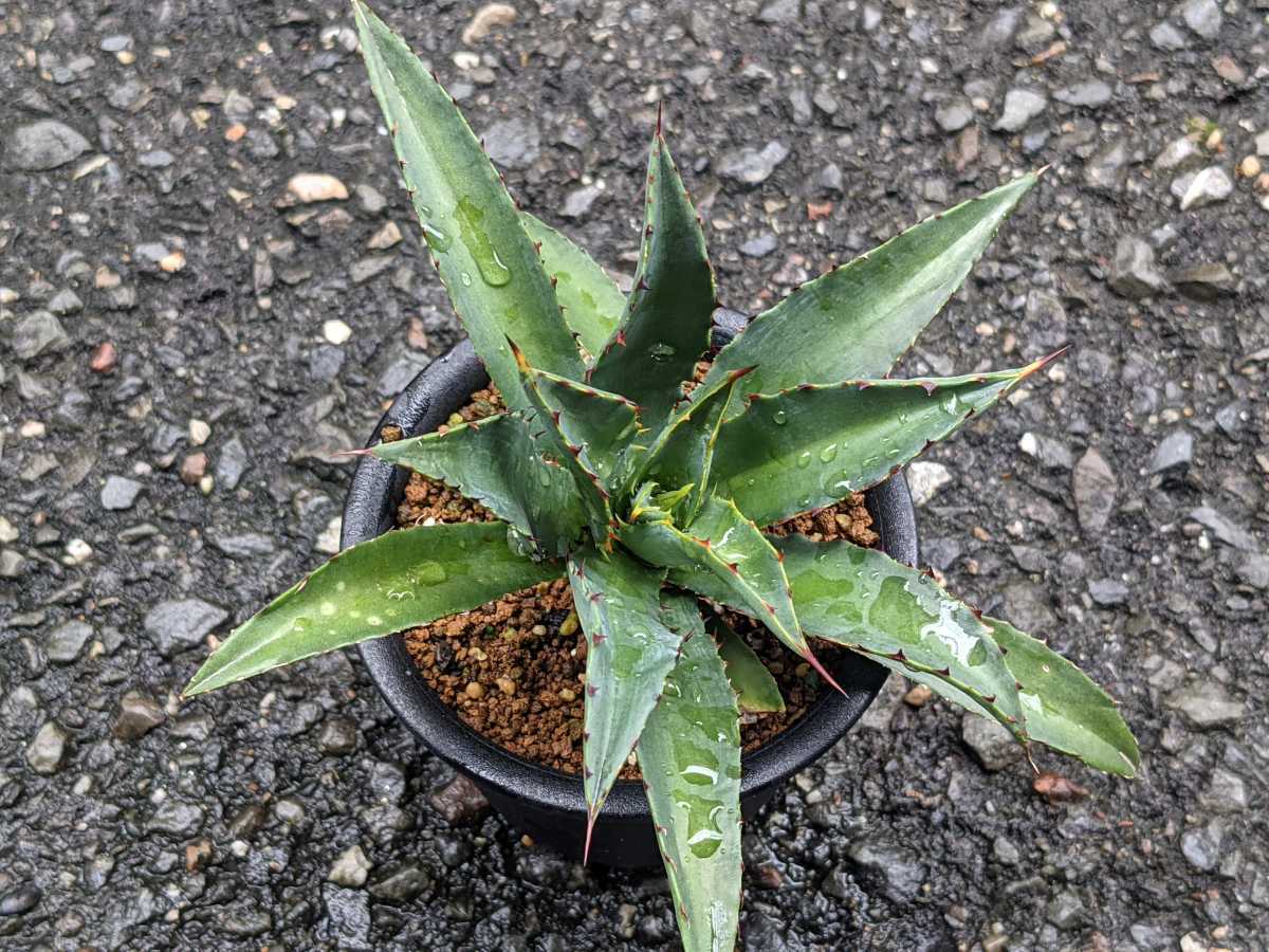 ⑦ アガベ　美株　親株　大株　Agave 姫厳龍　プレゼント有 ⑦ アガベ 美株 親株 大株 Agave 姫厳龍 プレゼント有 公式【公式直営