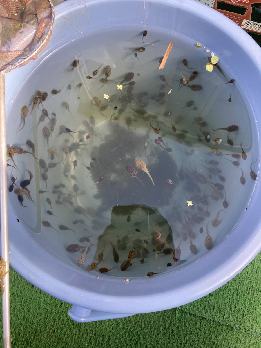 アマガエル おたまじゃくし 30匹 カエル 売買されたオークション情報 Yahooの商品情報をアーカイブ公開 オークファン Aucfan Com