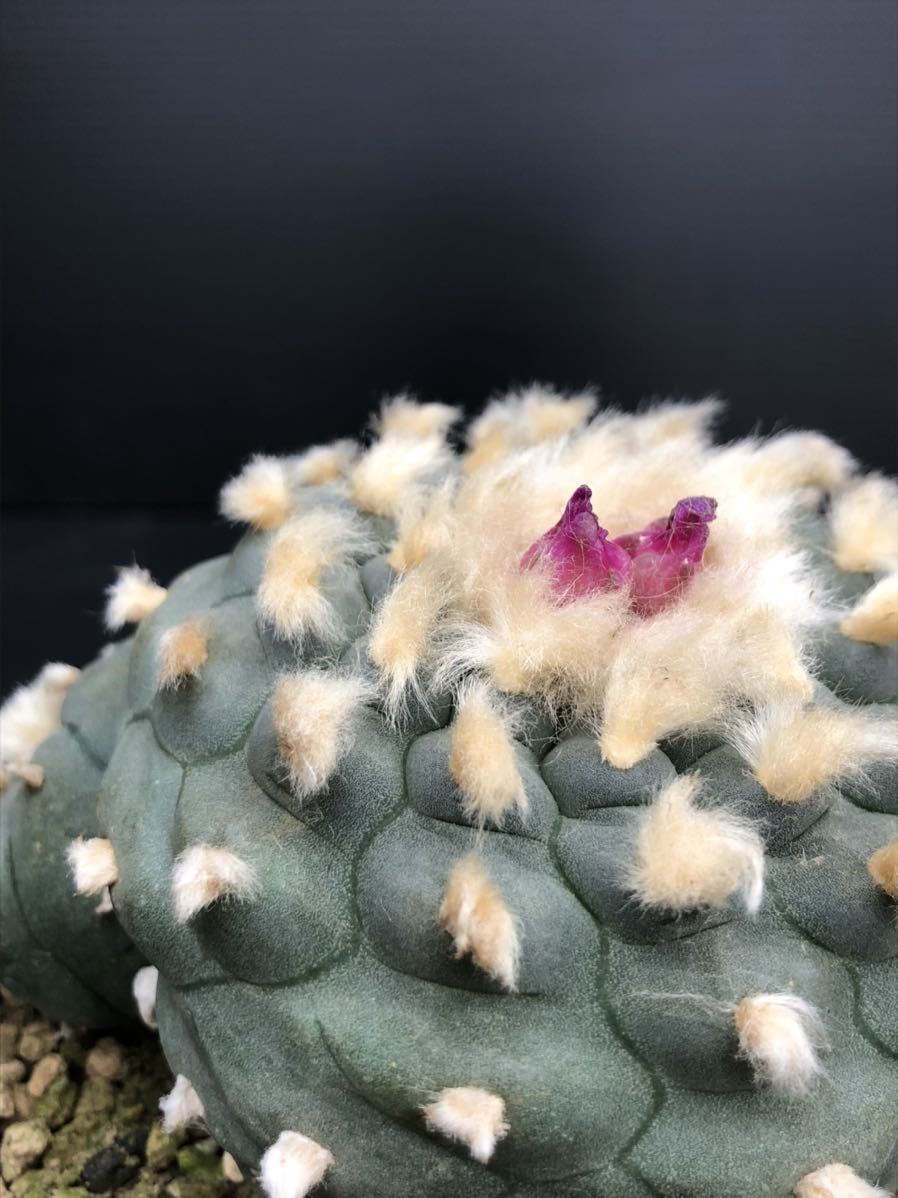 赤花烏羽玉＆赤花烏羽玉変種 実生2株 ｜サボテン ロフォフォラ 烏羽玉