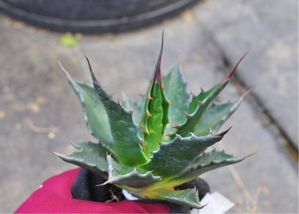アガベ モンタナ ② 実生 （検 チタノタ ジェントリー 多肉植物