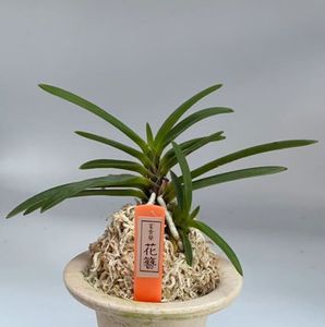 富貴蘭 花簪の平均価格は1 236円 ヤフオク 等の富貴蘭 花簪のオークション売買情報は6件が掲載されています