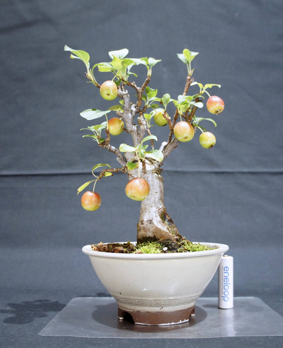 姫リンゴ 盆栽 リンゴ 姫リンゴ 盆栽 奥行14cm 横幅15cm 高さ24cm 盆栽 リンゴ