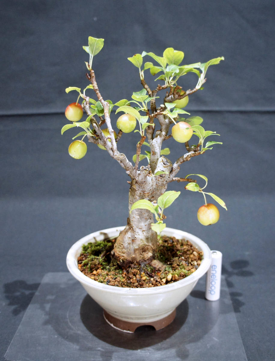 リンゴ 姫リンゴ 盆栽 奥行14cm 横幅15cm 高さ24cm 盆栽 リンゴ
