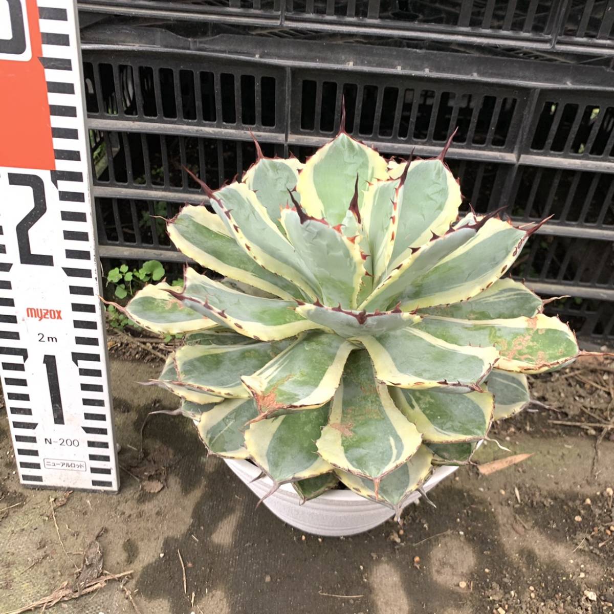 塊根植物 オトンナヘレー othonna herrei 蛮鬼塔 塊根コーデックス 7年