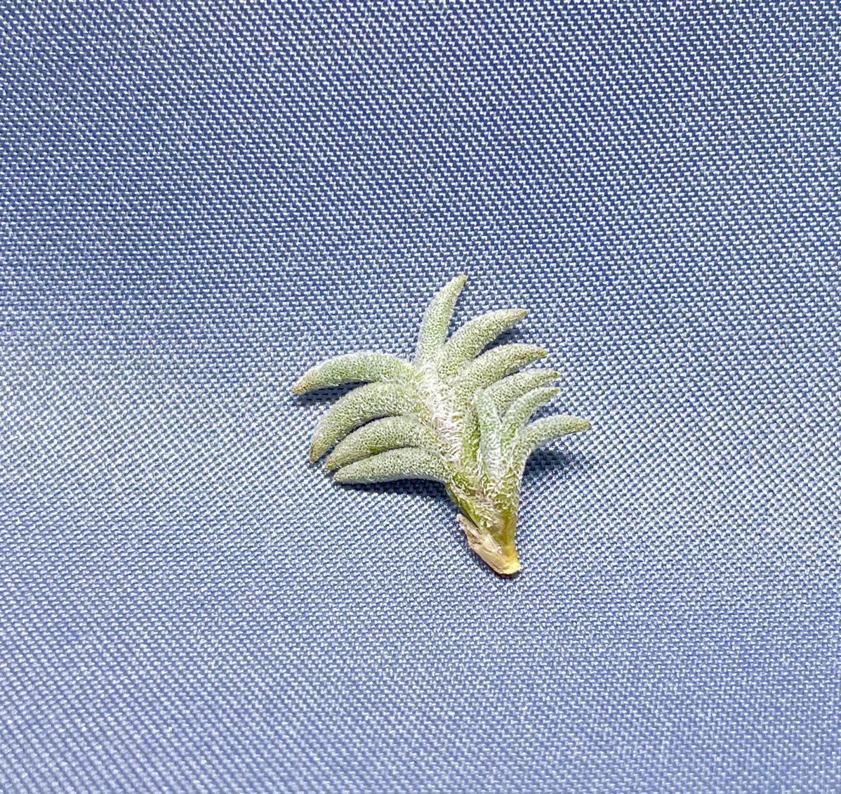 Tillandsia capillaris pusilla HR24037 産地情報付き チランジア カピラリス 同梱可能 ティランジア エアプランツ