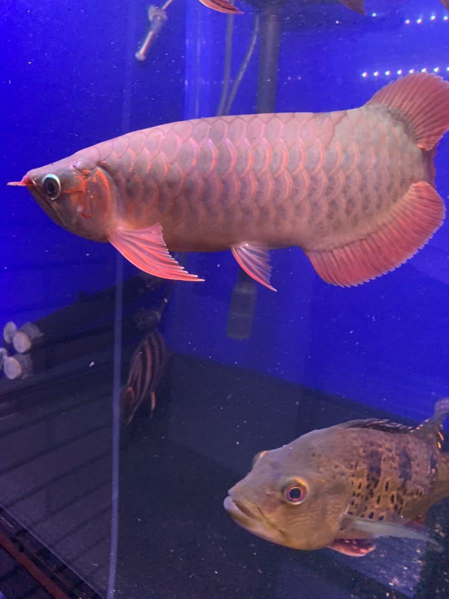 アジアアロワナ 紅龍 スーパーレッド インドネシア産 引き取り限定 アロワナ 売買されたオークション情報 Yahooの商品情報をアーカイブ公開 オークファン Aucfan Com アジアアロワナ 紅龍 スーパーレッド インドネシア産 引き取り限定 アロワナ 売買されたオークション情報 Yahooの商品情報をアーカイブ公開 オークファン Aucfan Com