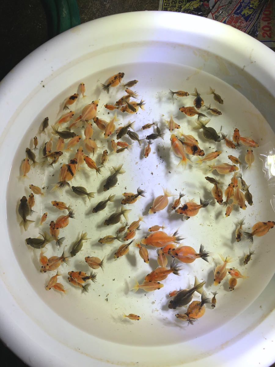 ピンポンパール 国産 当歳魚 1匹 ちょうちんパール 大量 金魚 売買されたオークション情報 Yahooの商品情報をアーカイブ公開 オークファン Aucfan Com ピンポンパール 国産 当歳魚 1匹 ちょうちんパール 大量 金魚 売買されたオークション情報 Yahooの商品情報をアーカイブ公開 オークファン Aucfan Com