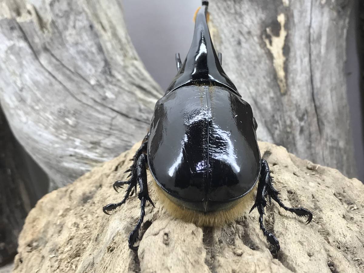 ネプチューンオオカブト 125 70 ペア ネプチューンオオカブト 成虫 
