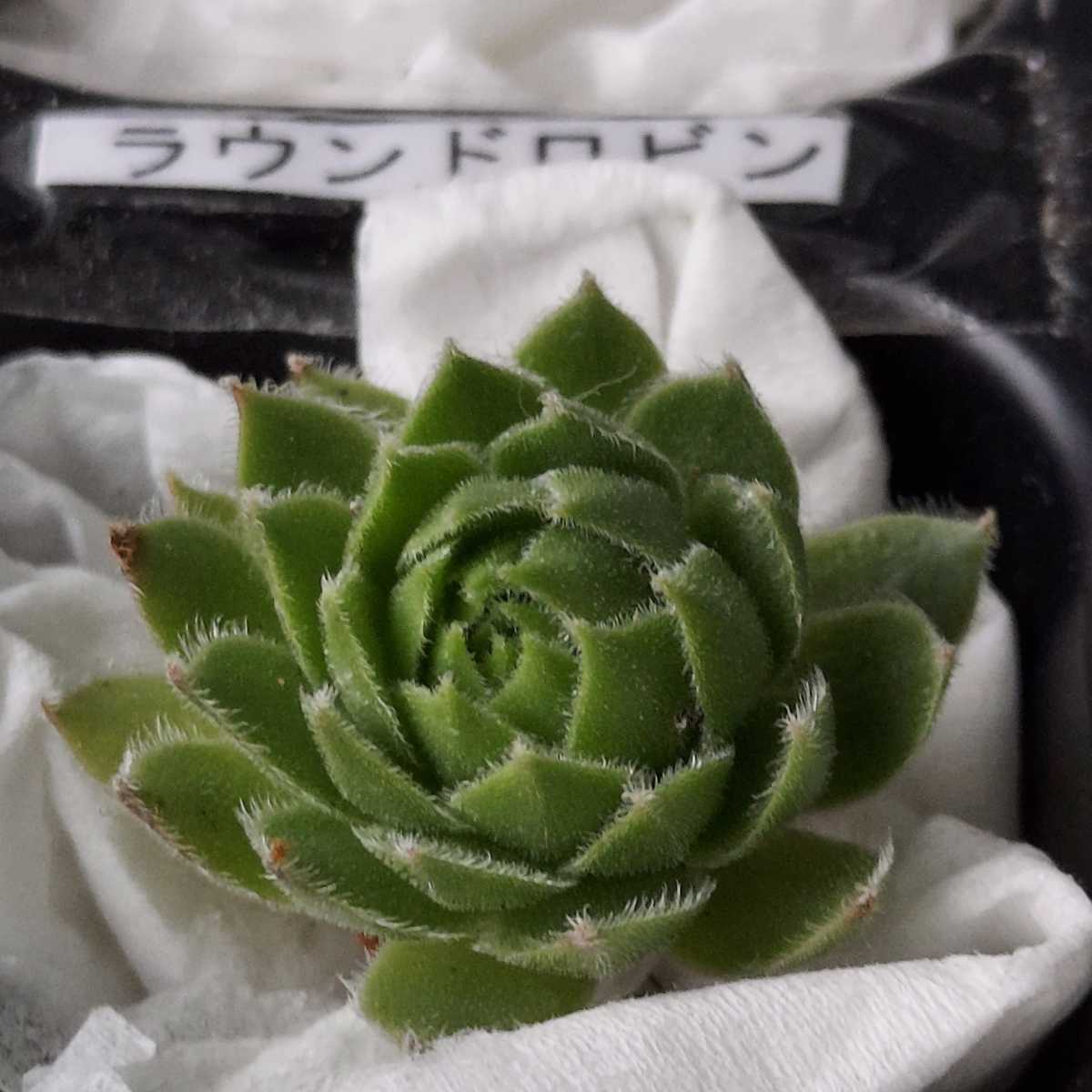 ラウンドロビン センペルビウム 多肉植物 カット苗 サボテン 売買されたオークション情報 Yahooの商品情報をアーカイブ公開 オークファン Aucfan Com