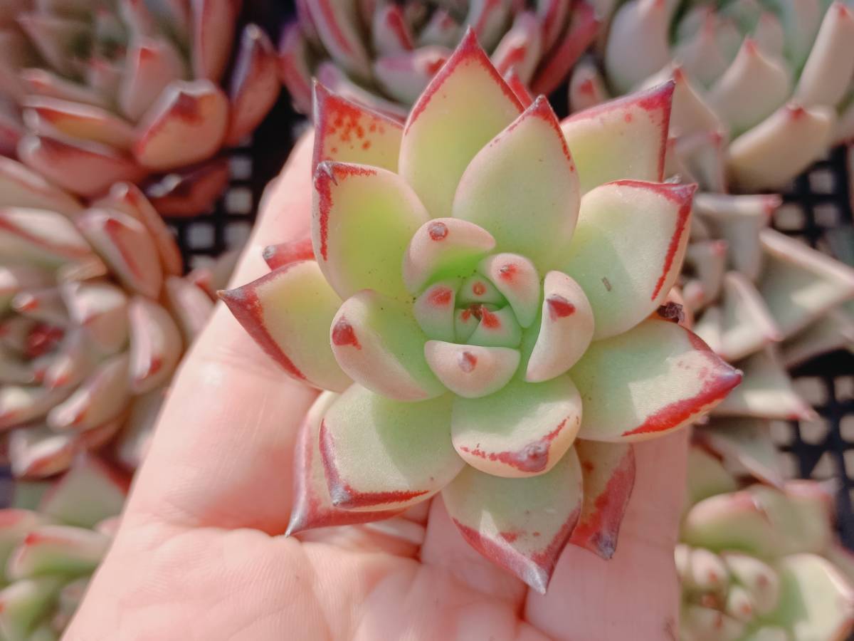 キューピッド】ロビビオプシス☆多肉植物☆サボテン サボテン 多肉植物